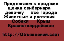 Предлагаем к продаже щенка сенбернара - девочку. - Все города Животные и растения » Собаки   . Крым,Красногвардейское